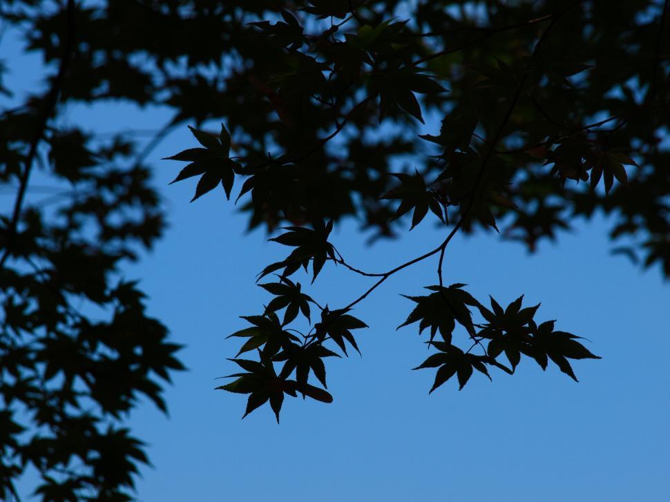 Free Image of Silhouette of maple leaves against the sky 