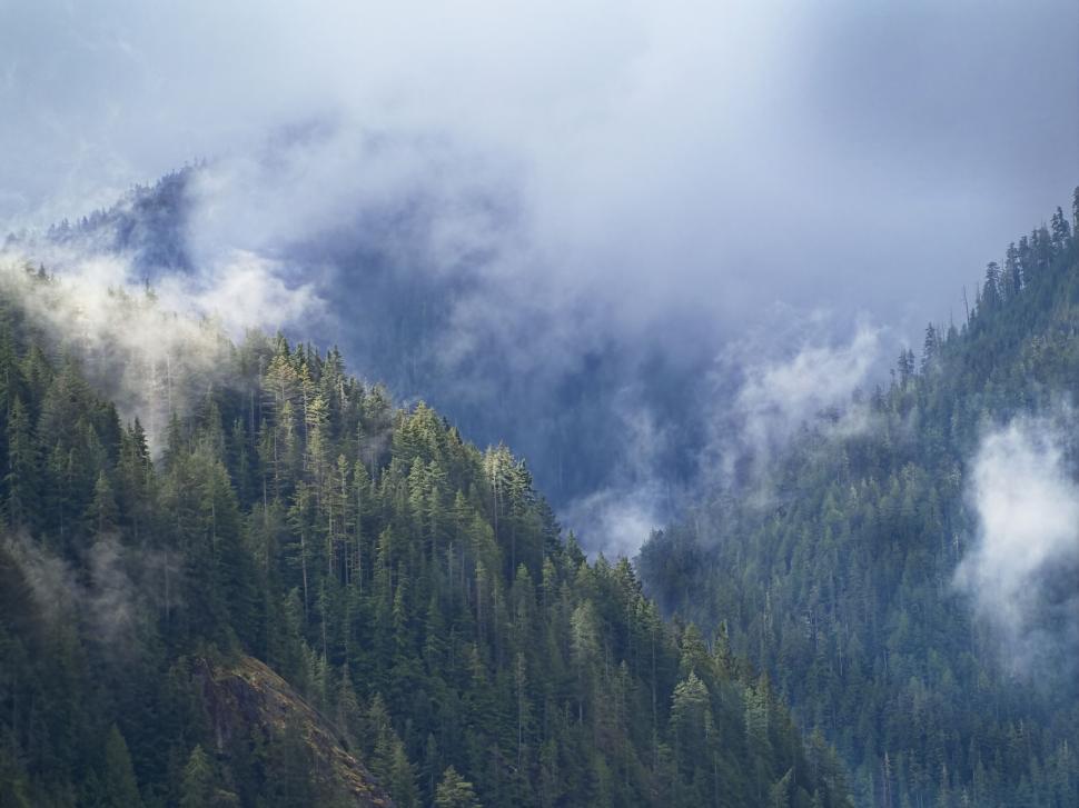 Free Image of Misty Mountain Forest Landscape View 