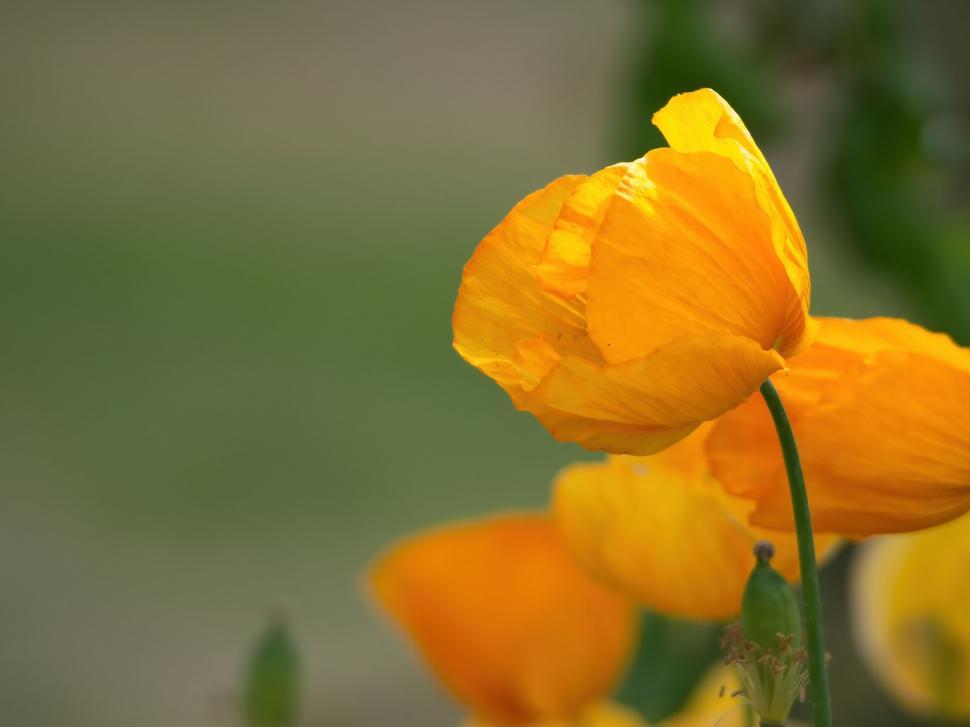 Free Image of Delicate yellow poppies in a spring garden 