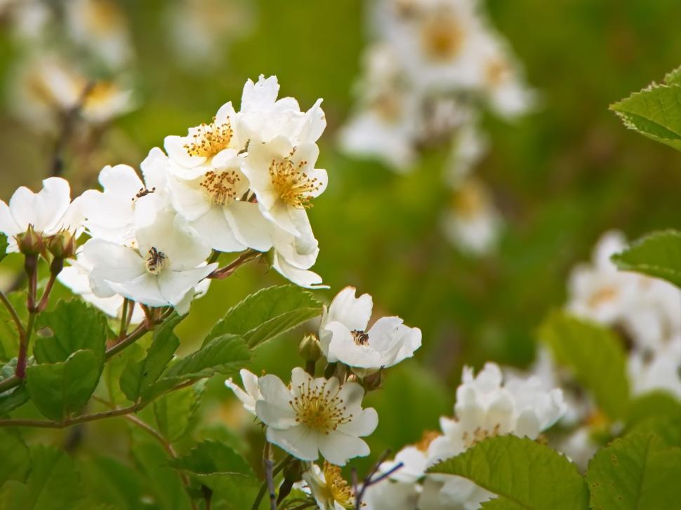 Free Image of Close-up of white flowering shrubs 