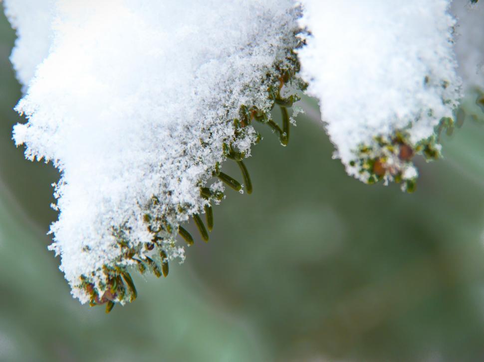 Free Image of Snow-covered leaves detail in winter season 