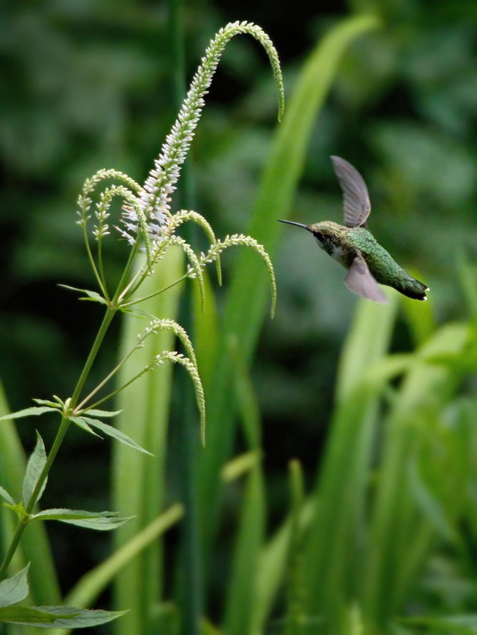 Free Image of Hummingbird hovering near white flowers 
