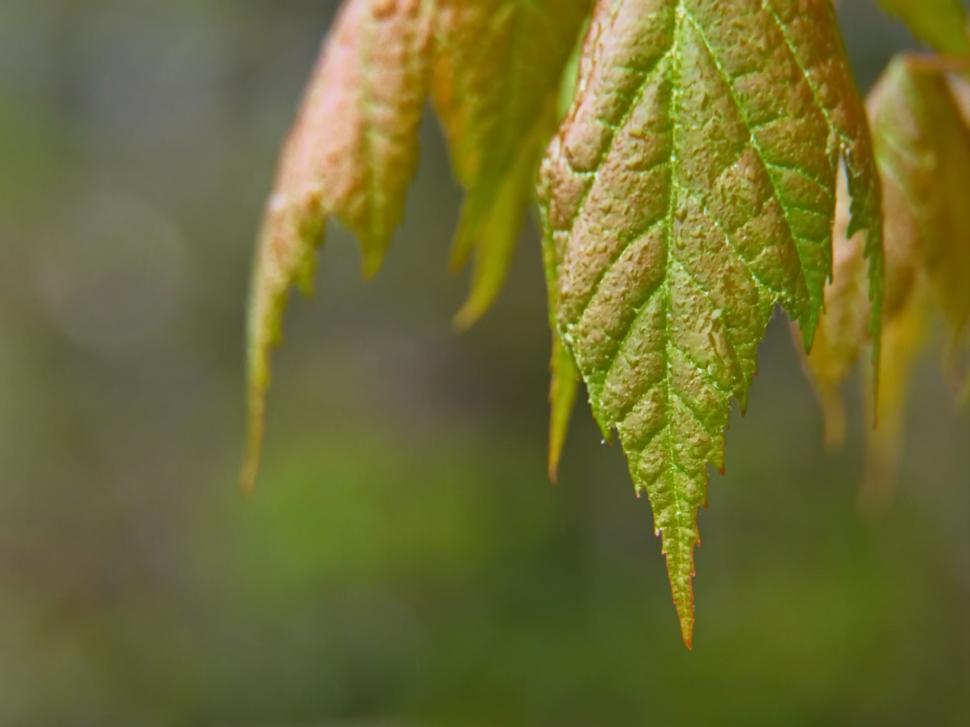 Free Image of Close-Up Of Wet Autumn Leaves 