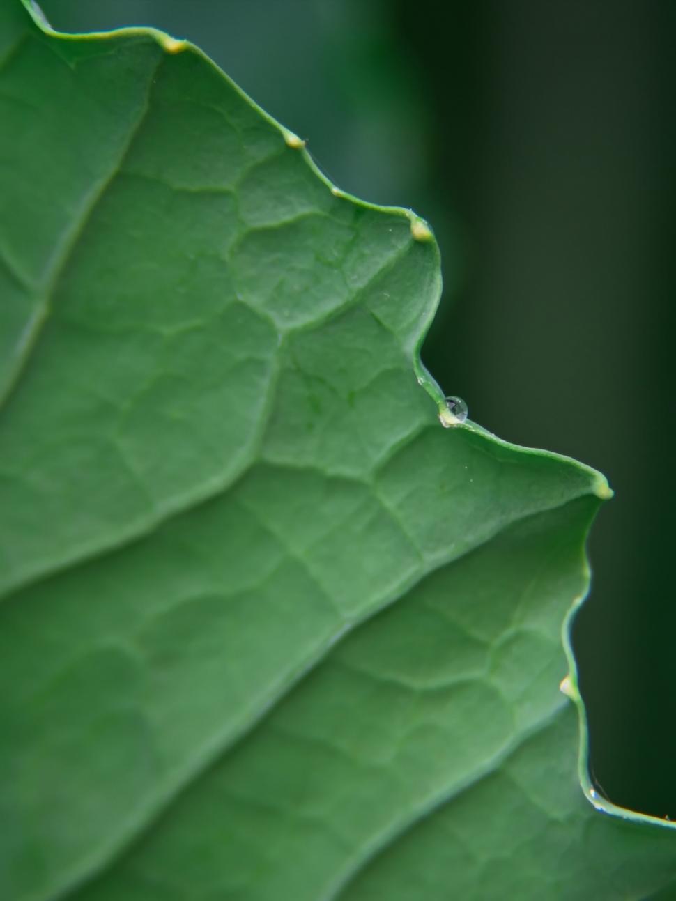Free Image of Close-up of fresh green leaf with dew 