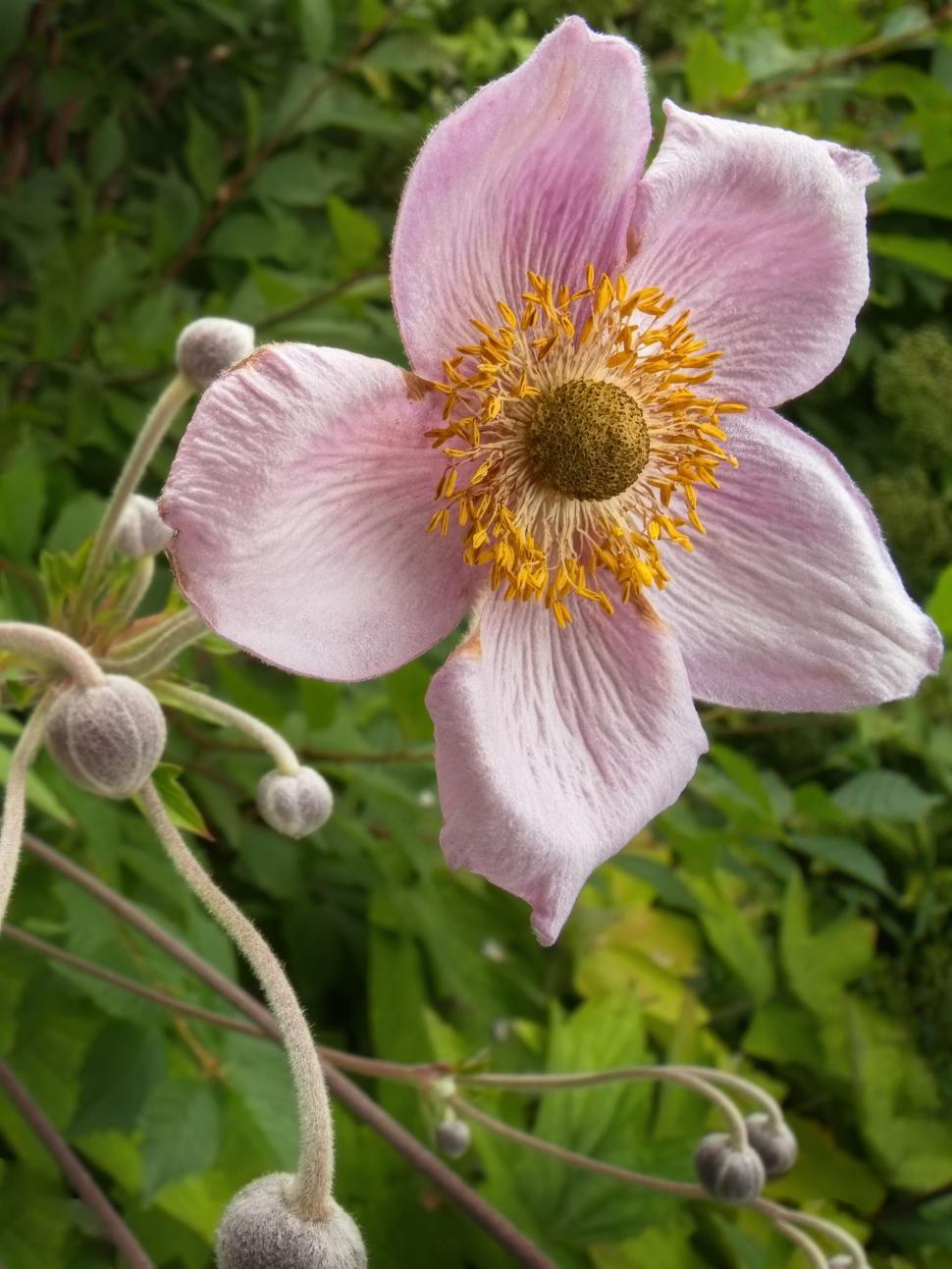 Free Image of Close-up of a pink anemone flower 