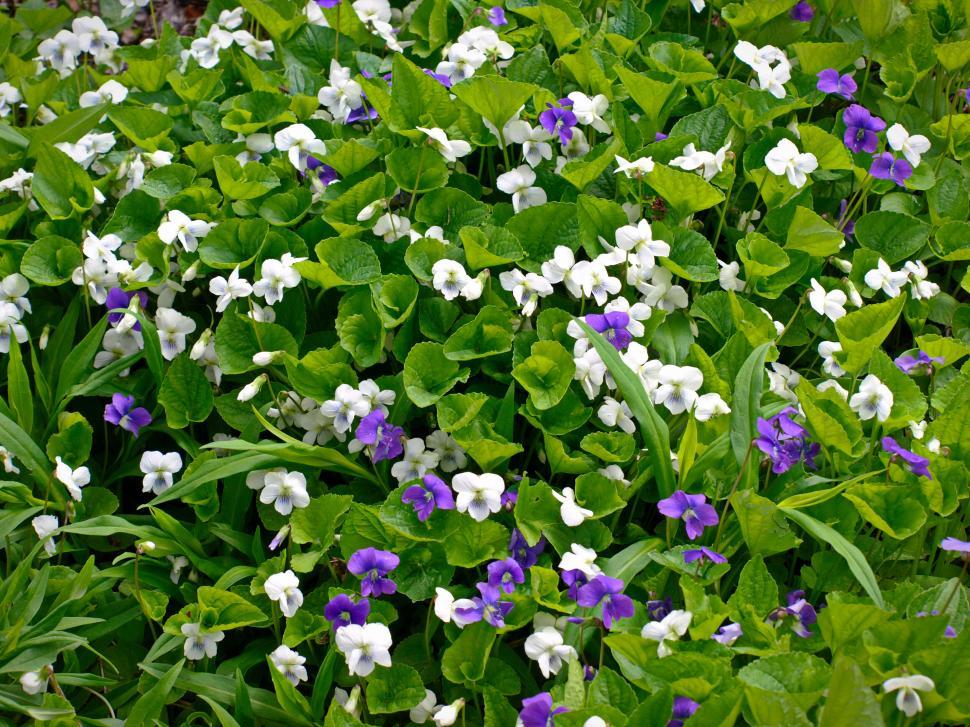 Free Image of Lush field of white and purple flowers 