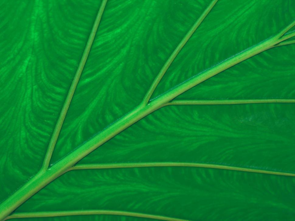 Free Image of Close-up of vibrant green taro leaf veins 