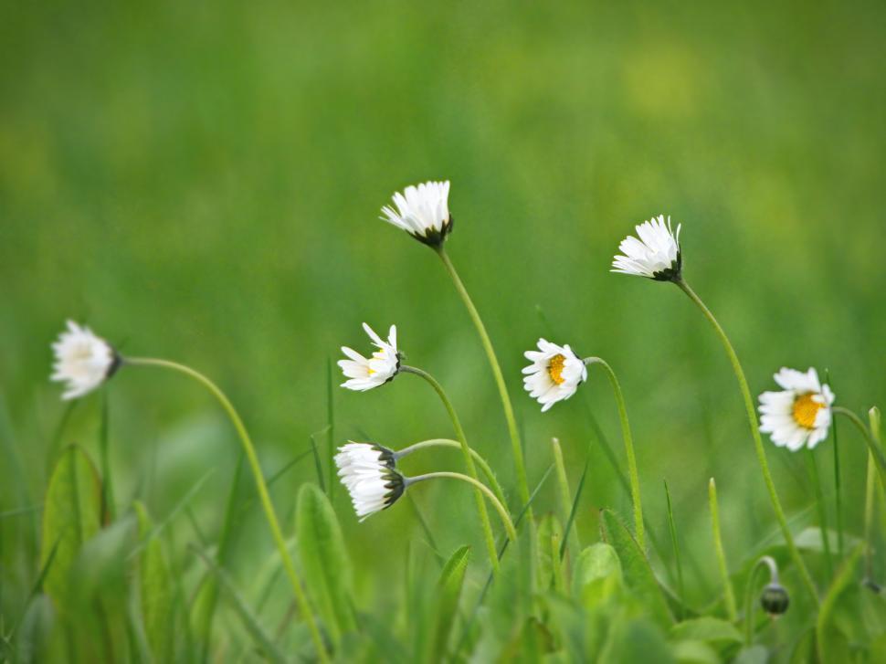 Free Image of Dewy white daisies on a green background 
