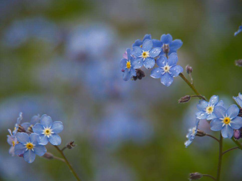 Free Image of Blue Forget-me-not flowers with dew 