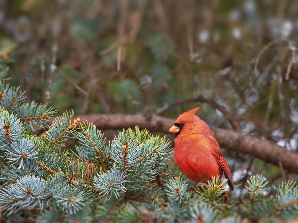 Free Image of Red cardinal bird perched on evergreen branch 