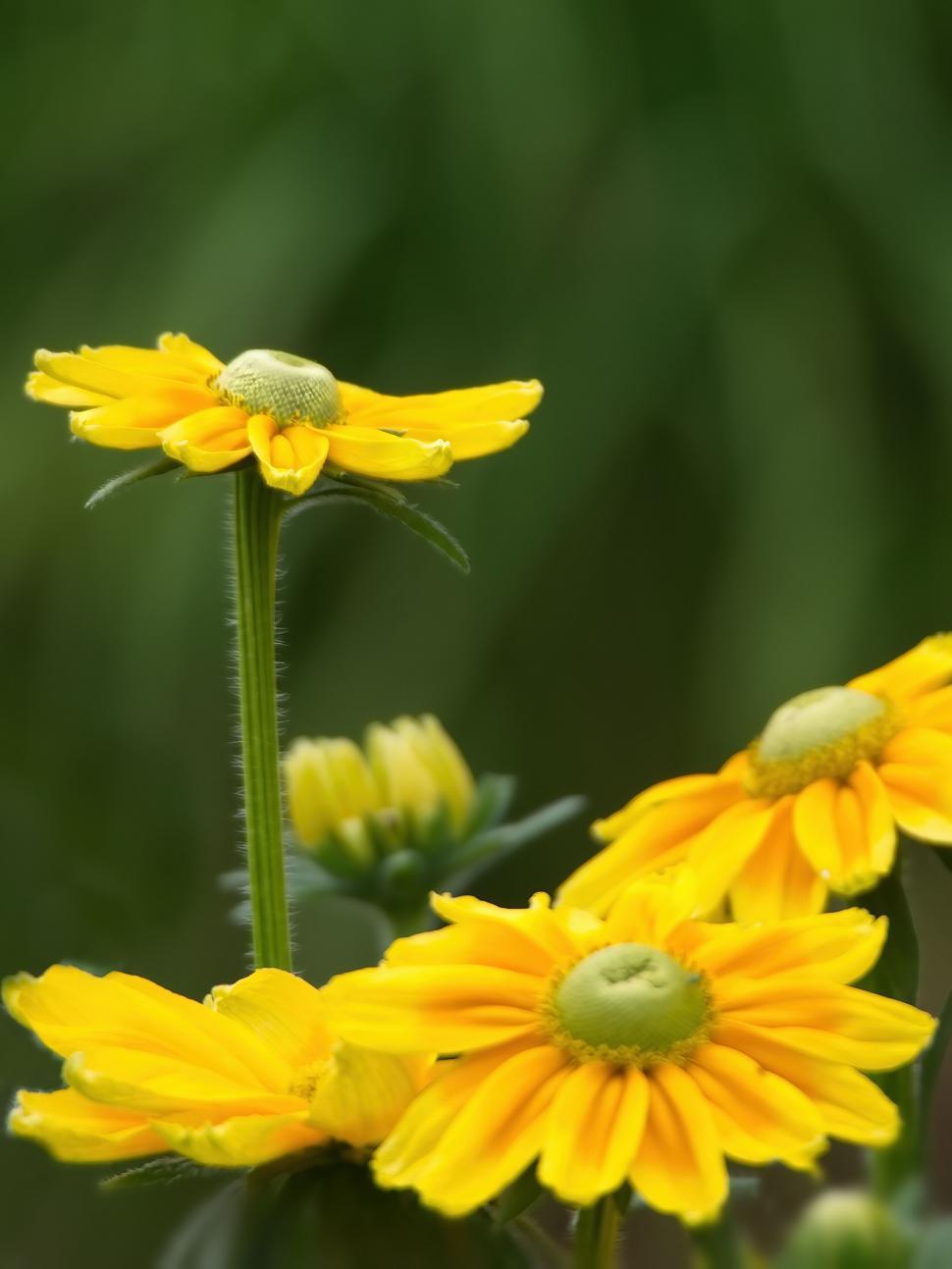 Free Image of Yellow flowers against soft green background 