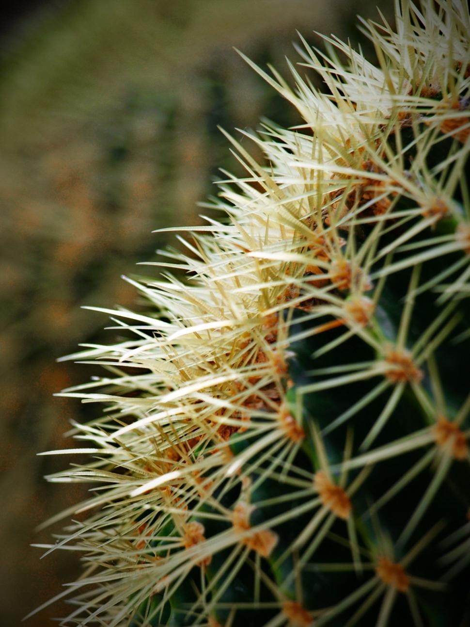 Free Image of Close-up of cactus spines with soft background 