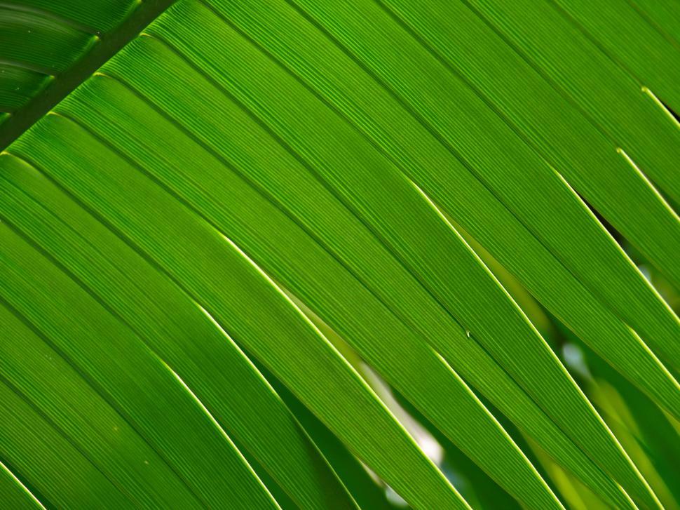 Free Image of Close-up of vibrant green tropical leaf 