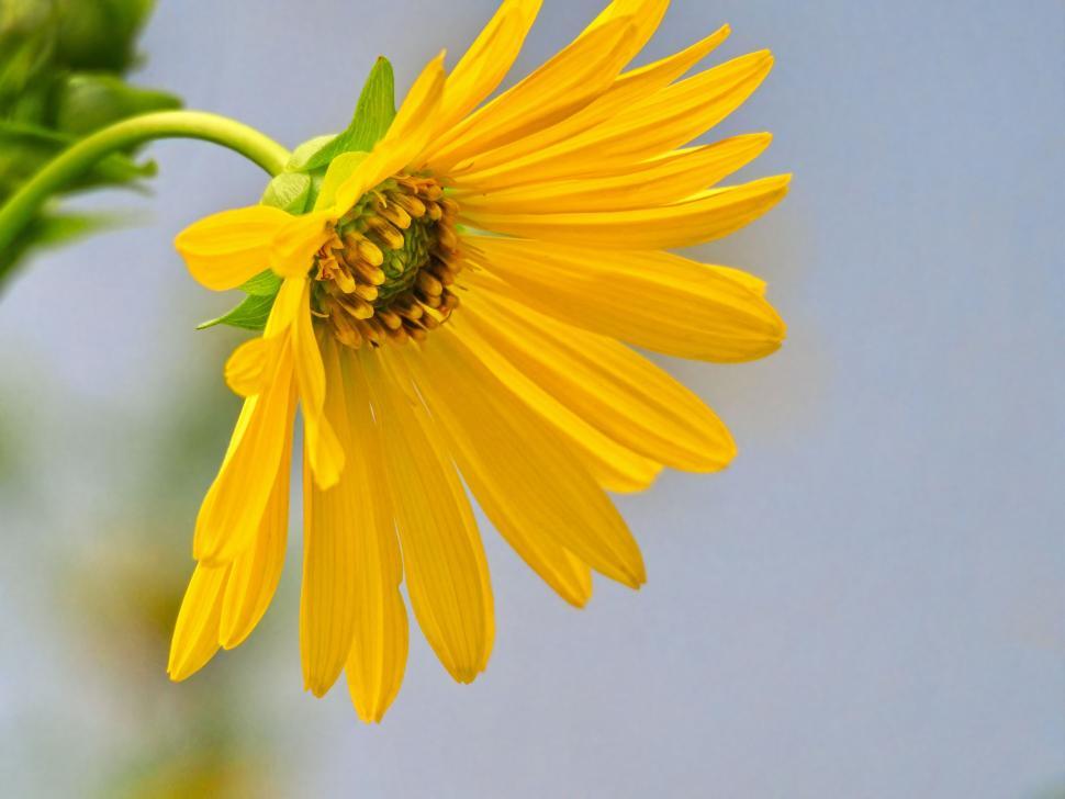 Free Image of Sunflower in full bloom with blue sky 