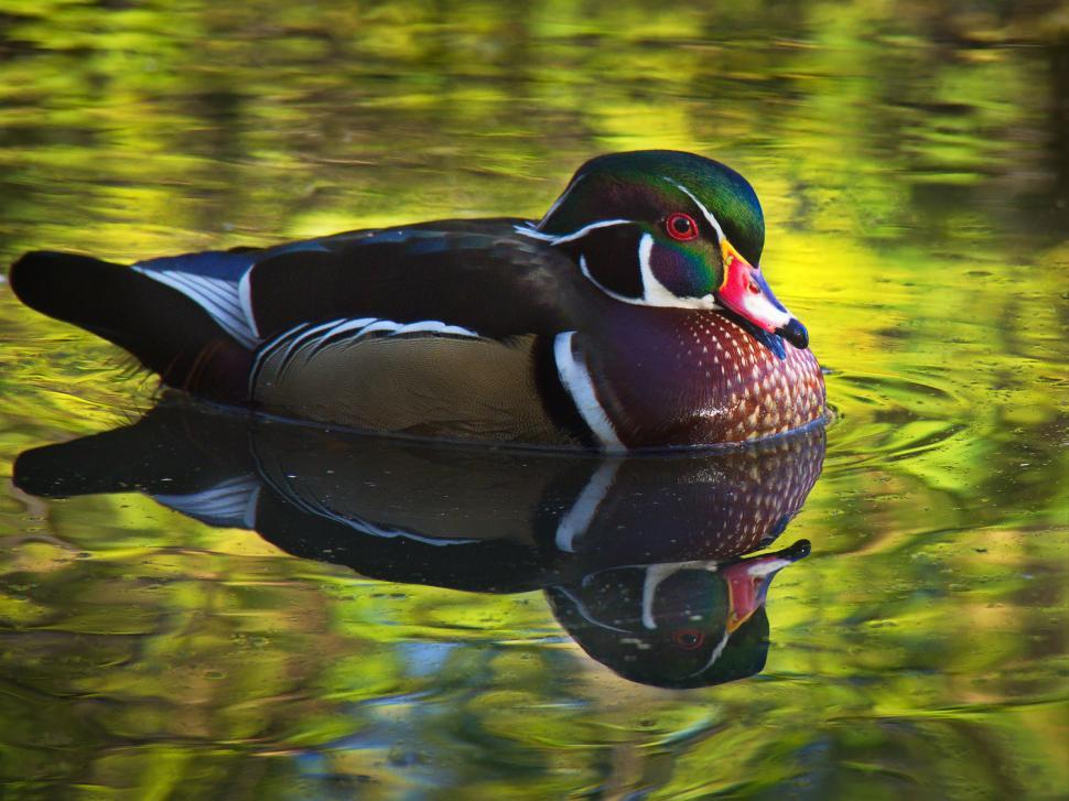 Free Image of Colorful wood duck floating on water 