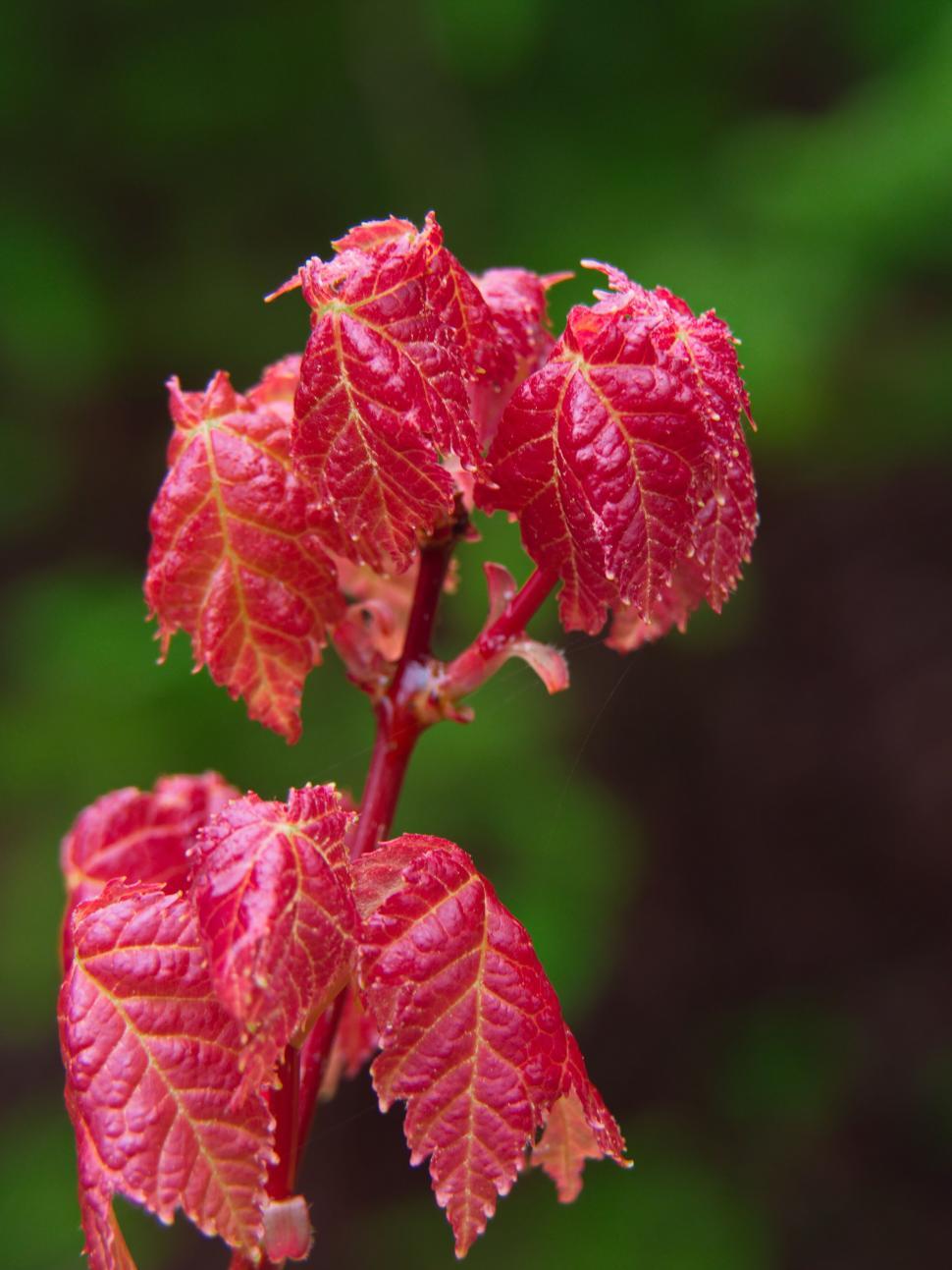 Free Image of Red young leaves in sprouting in spring 