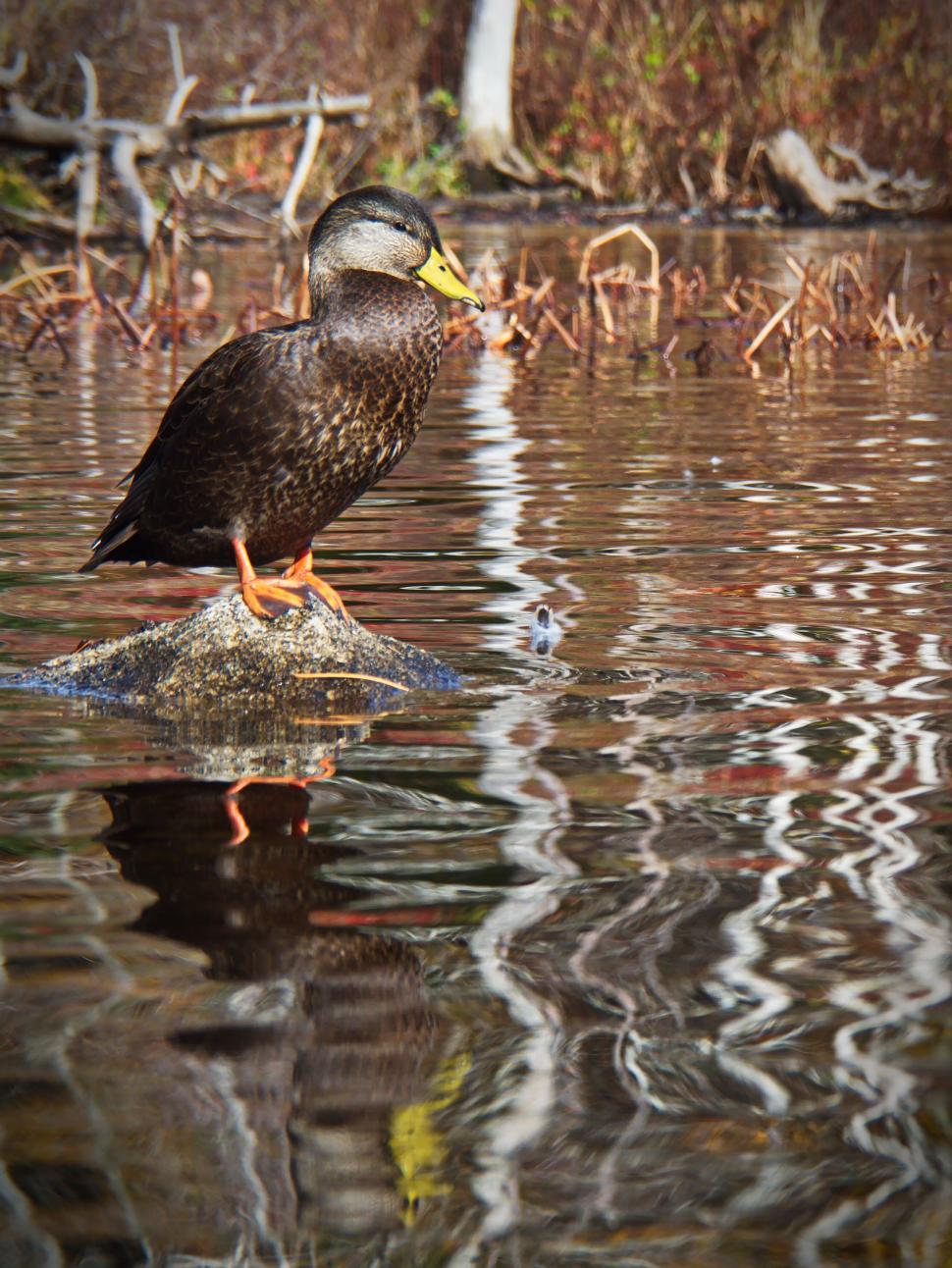 Free Image of Duck standing on a stone in rippled water 
