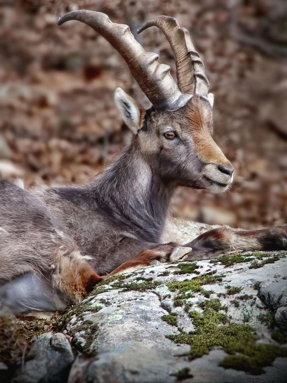 Free Image of Majestic mountain goat resting on rocks 