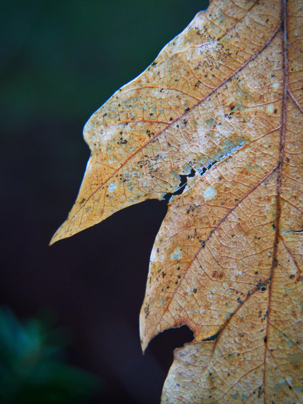 Free Image of Detailed close-up of a dried leaf s texture 