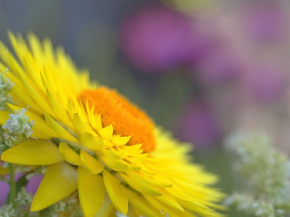 Free Image of Vibrant yellow sunflower close-up shot 