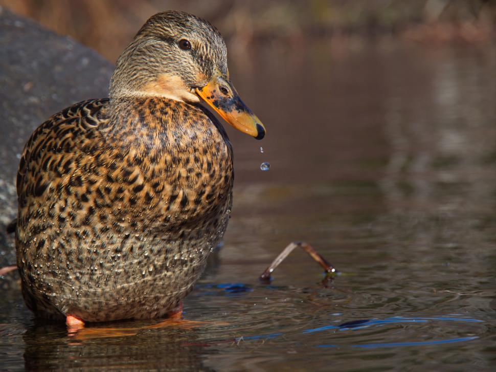 Free Image of Mallard duck resting by the water 
