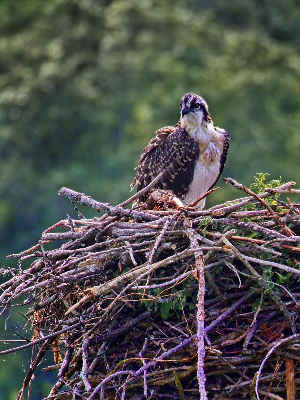 Free Image of Osprey perched atop a massive nest 