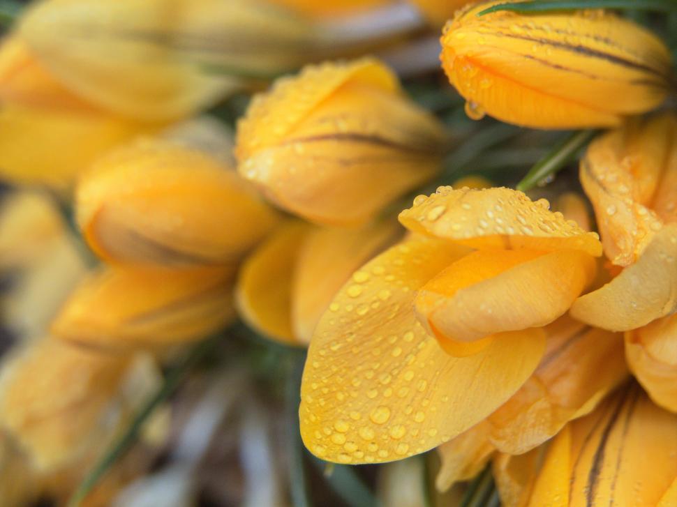 Free Image of Yellow crocus flowers with water droplets 