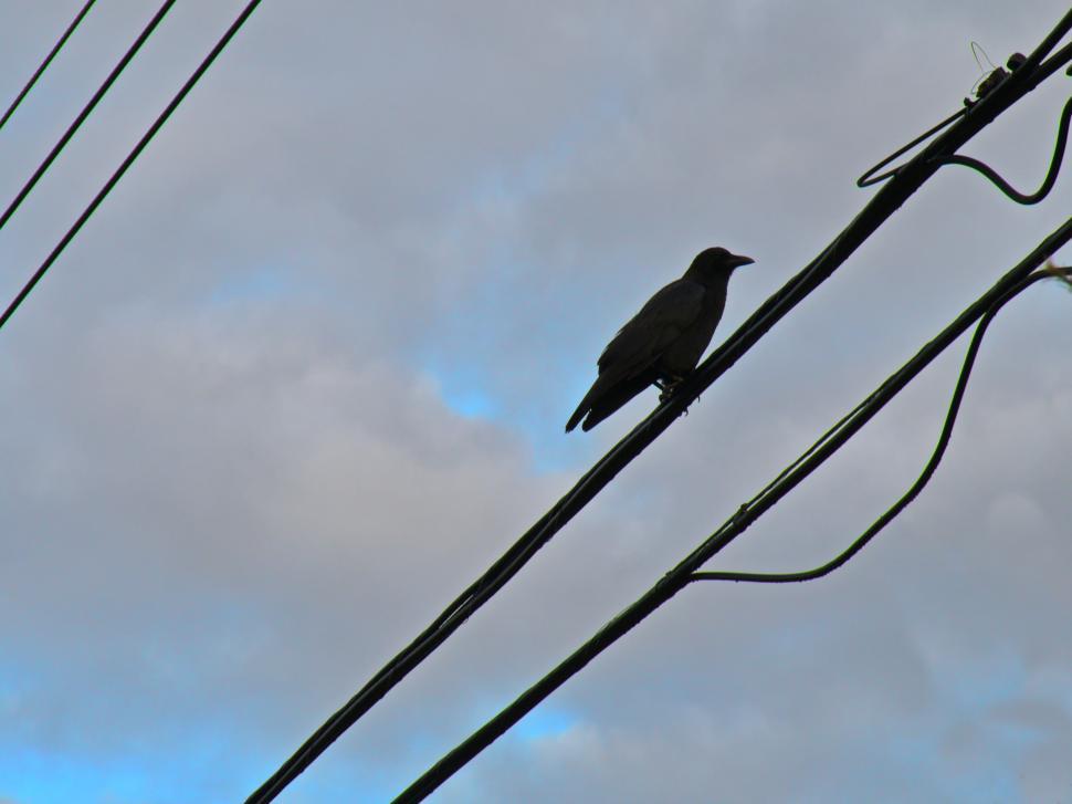 Free Image of Crow perched on power lines against sky 