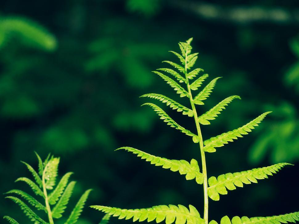Free Image of Lush green fern in natural setting 