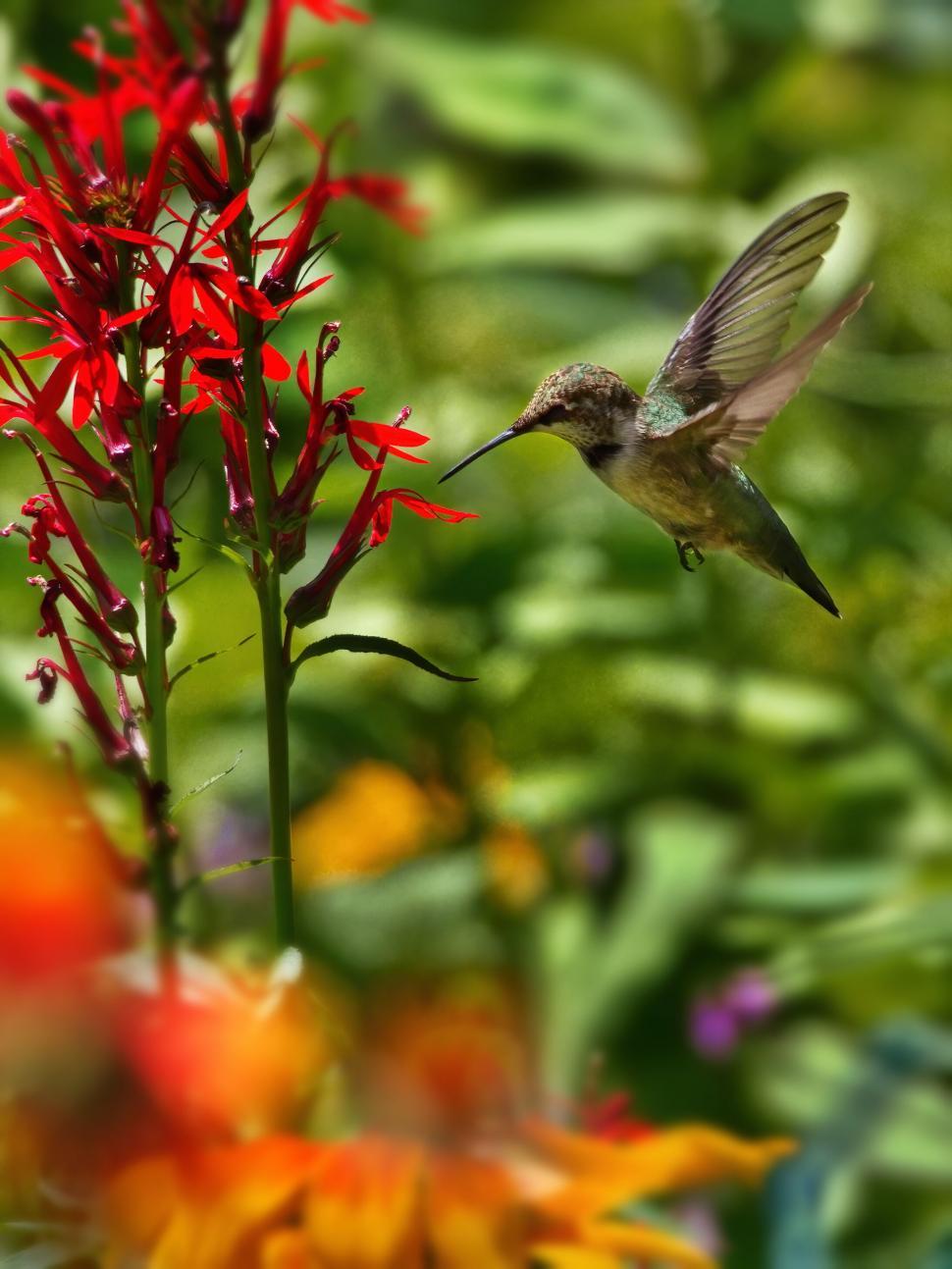 Free Image of Hummingbird in mid-flight approaching red flowers 