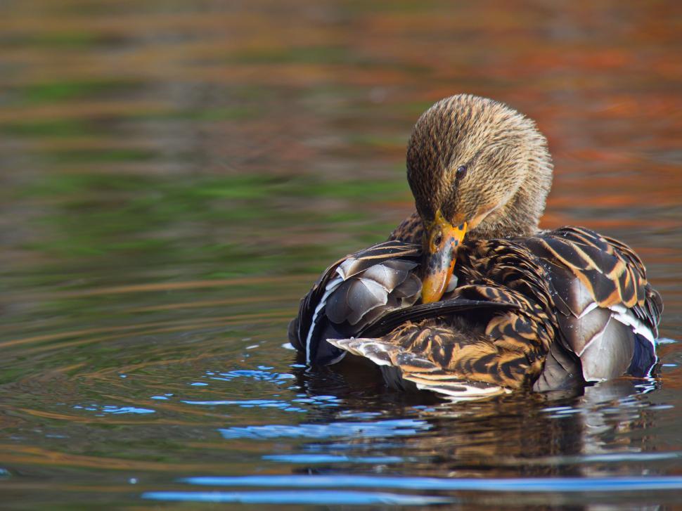 Free Image of Duck preening feathers in sunlit water 