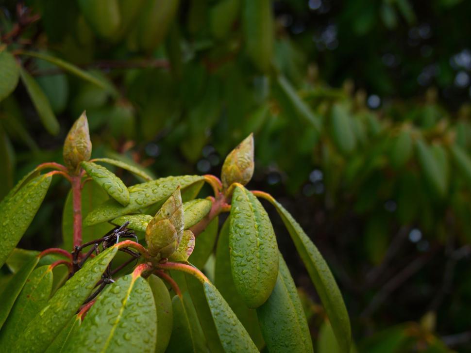 Free Image of Rhododendron leaves and buds with water drops 