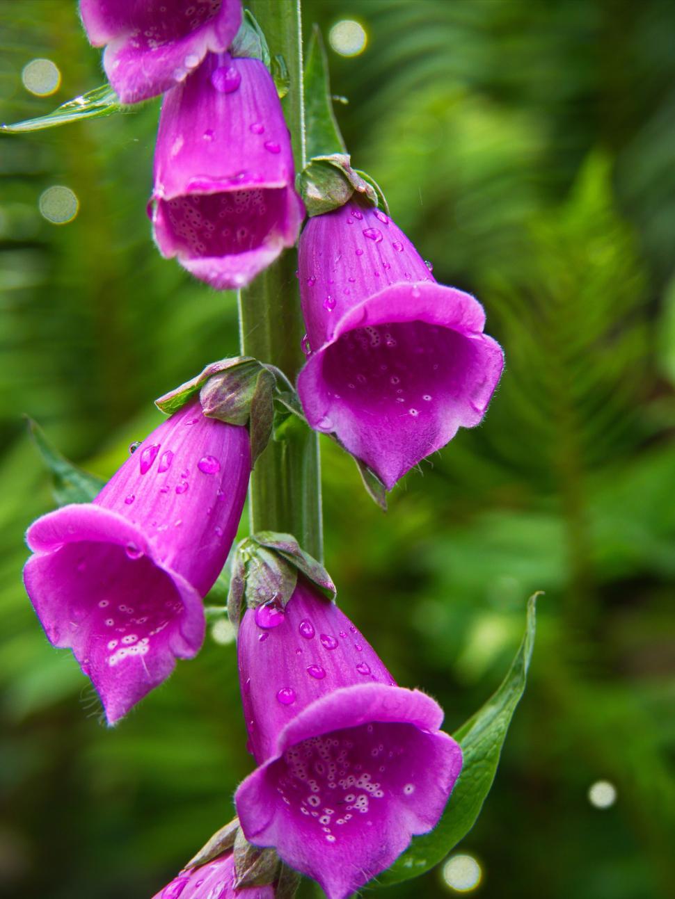 Free Image of Vibrant purple foxglove flowers with dew 