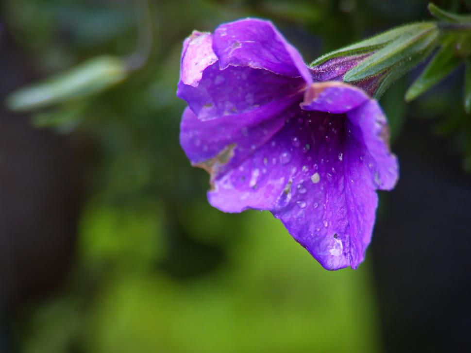 Free Image of Close-up of a purple flower with dew drops 