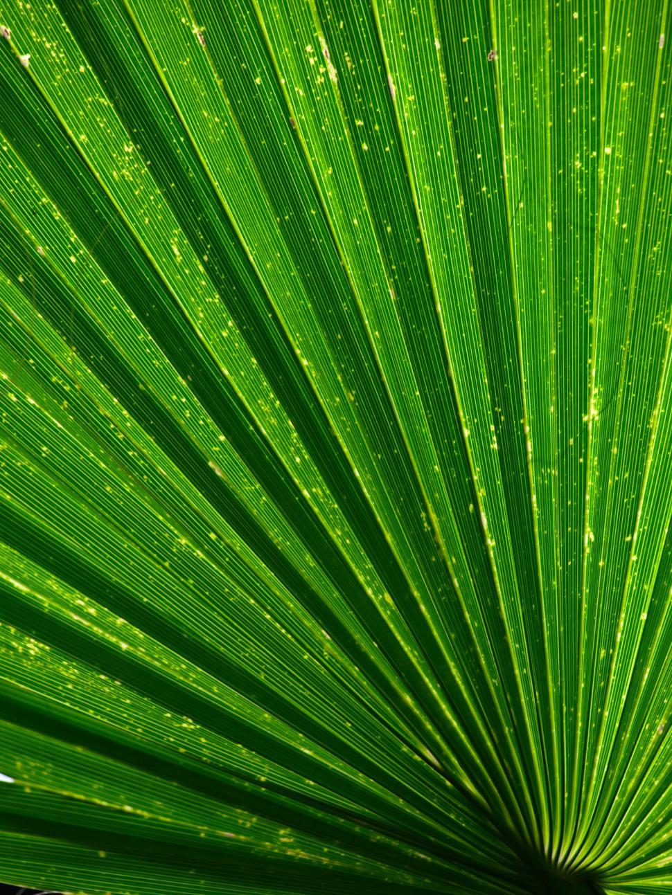 Free Image of Vivid green palm leaf pattern close-up view 