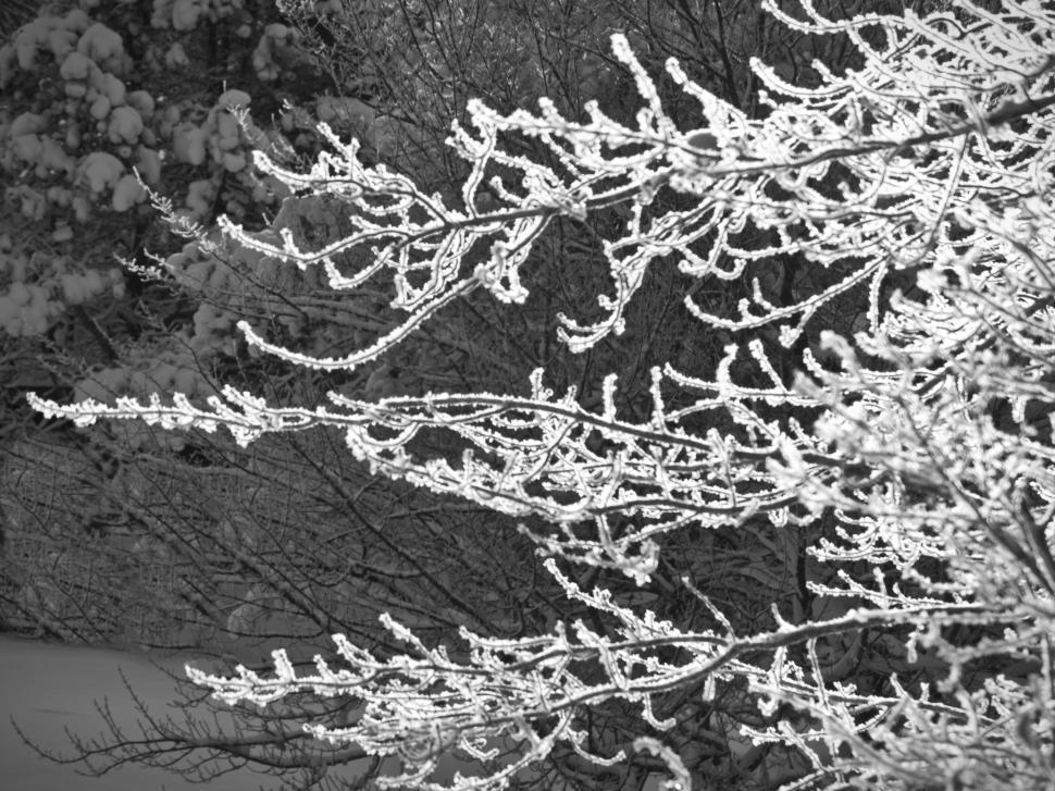 Free Image of Black and white frosted tree branches 