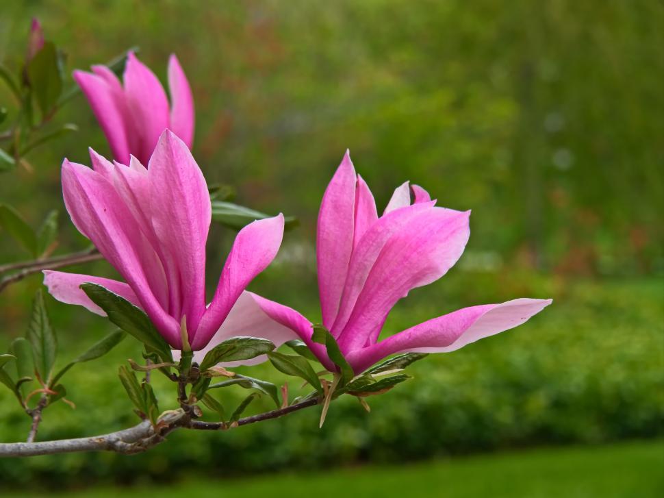 Free Image of Vibrant Pink Magnolia Blooms in Spring 