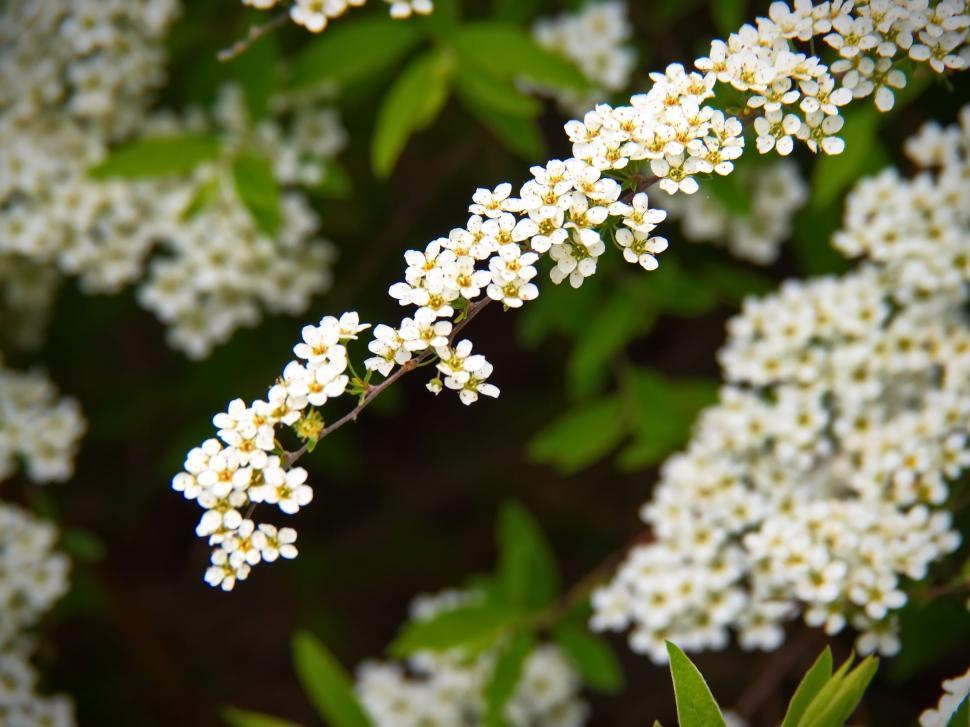 Free Image of Close-up of white blossoms on shrub 