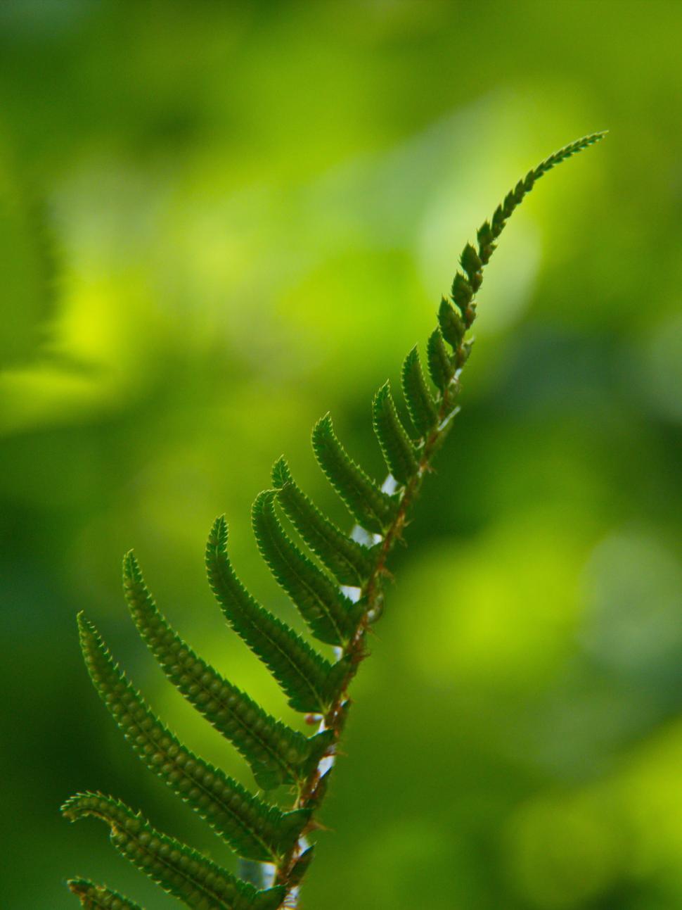 Free Image of Fern Leaf Detail in a Soft Green Environment 