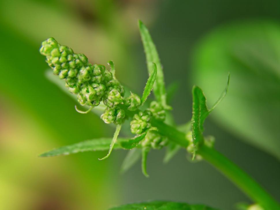 Free Image of Close-up of a Green Plant Bud with Tiny Leaves 
