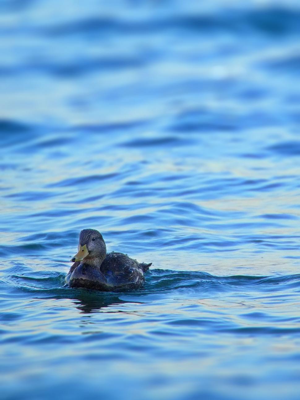 Free Image of Duck swimming calmly in blue water 