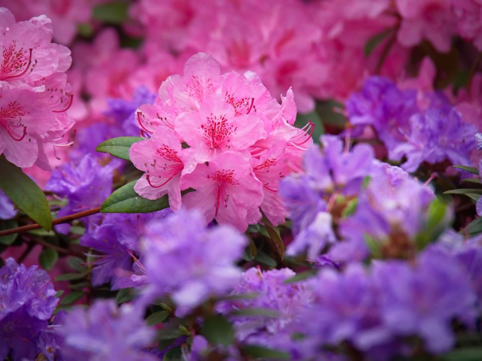 Free Image of Pink and Purple Azalea Flowers in Full Bloom 