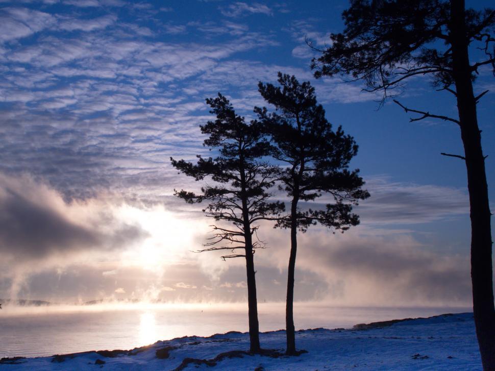 Free Image of Misty sunrise over seaside pine trees 