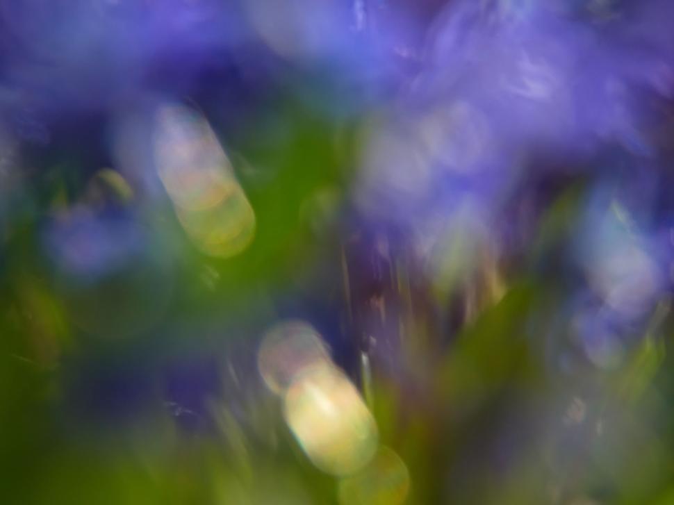 Free Image of Vibrant blur of purple flowers with bokeh effect 