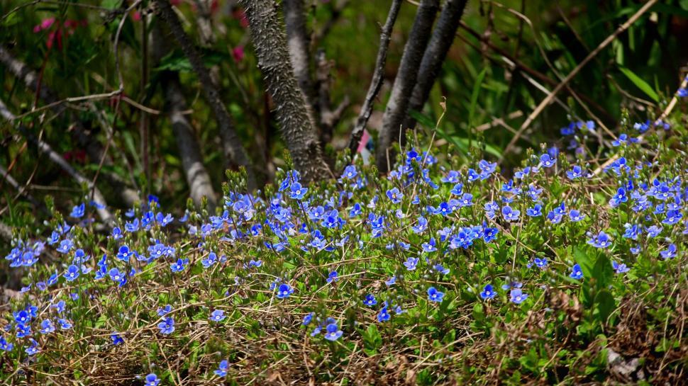 Free Image of Field of Blue Flowers with Textured Bark 