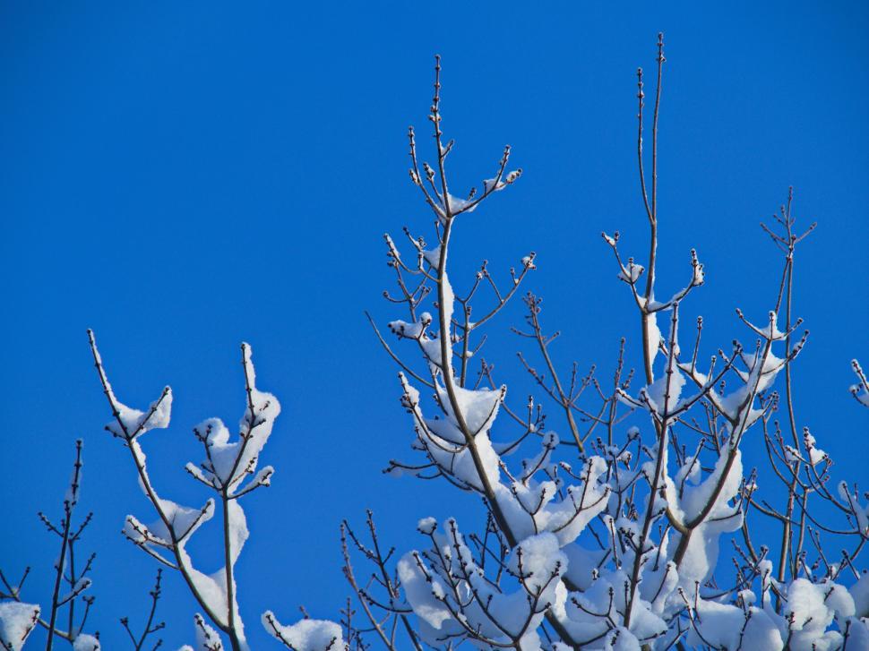 Free Image of Snow-covered tree branches against blue sky 