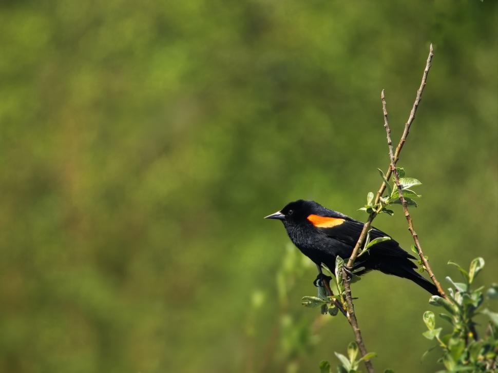 Free Image of Red-winged Blackbird Perched on a Green Branch 