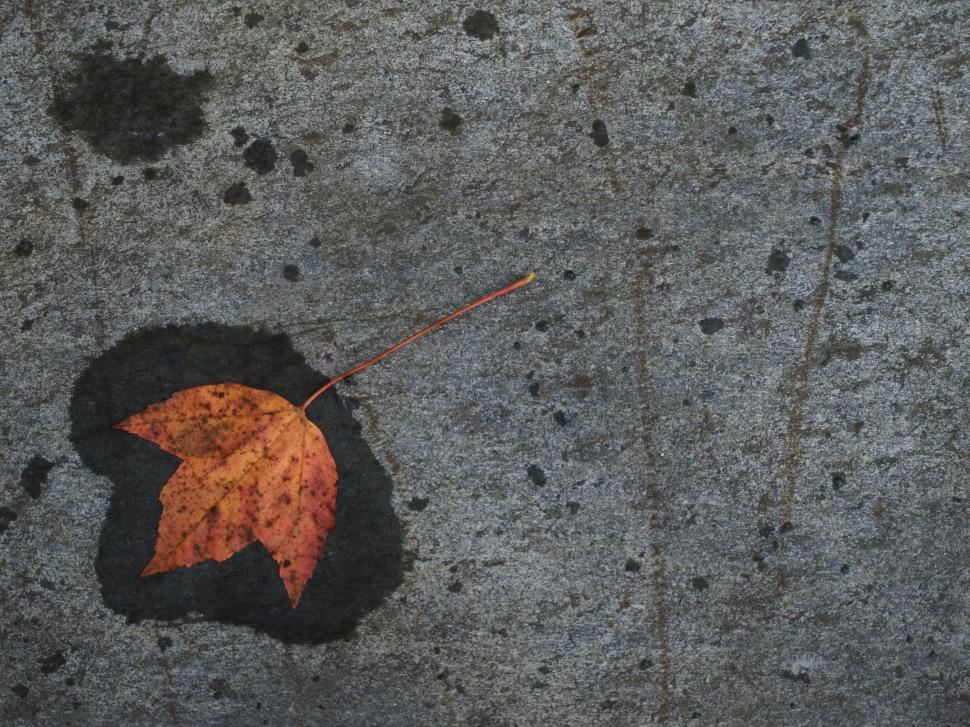 Free Image of Single autumn leaf on wet concrete 