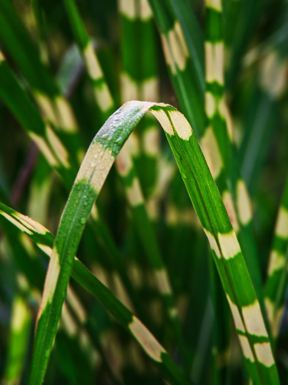 Free Image of Dew on Vibrant Green Striped Grass Blades 