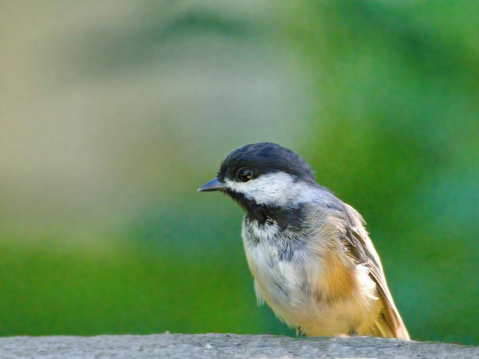 Free Image of Chickadee bird perched on a ledge 